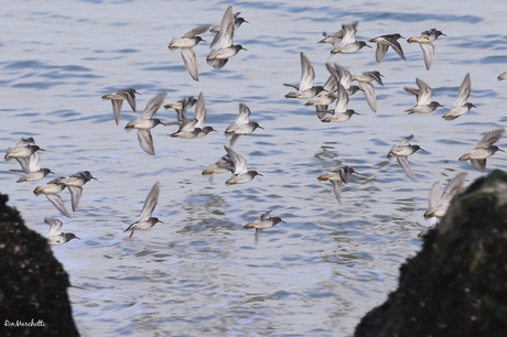 Vlucht Paarse Strandlopertjes 