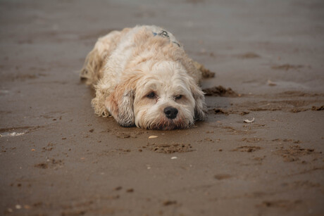 Beach Day