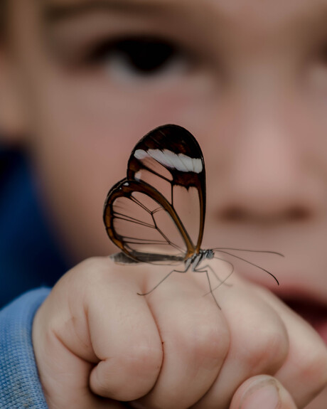 vlinder