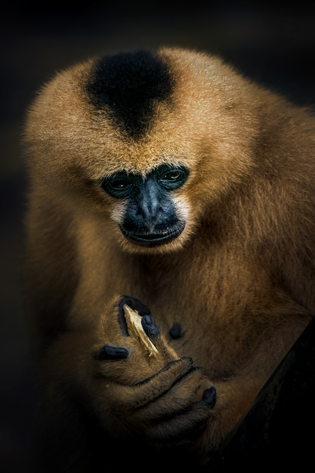 Goudwanggibbon