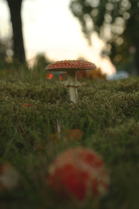 Op een grote paddenstoel, rood met witte stippen