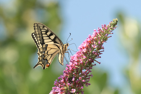 Koninginnepage (Papilio Machaon) in Zuid Limburg