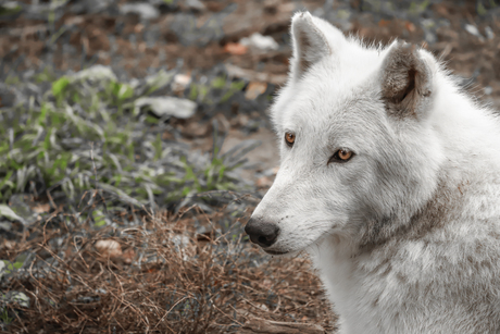 HudsonBay Wolf