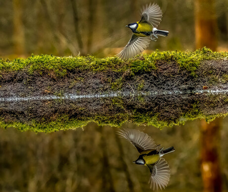 Flying reflection