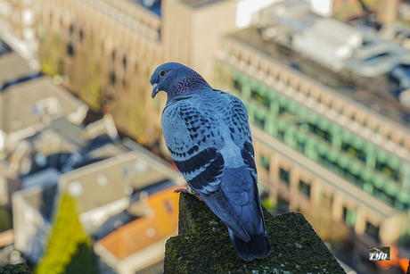 kijkend over de stad