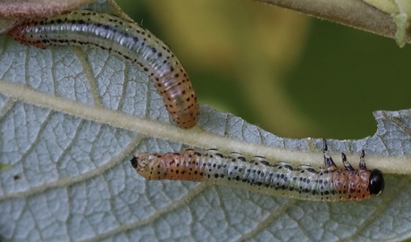 Nee, ik word geen vlinder