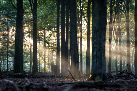 De eerste zonneharp 