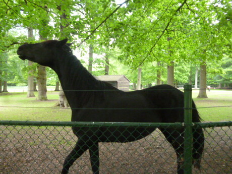Paard en profil