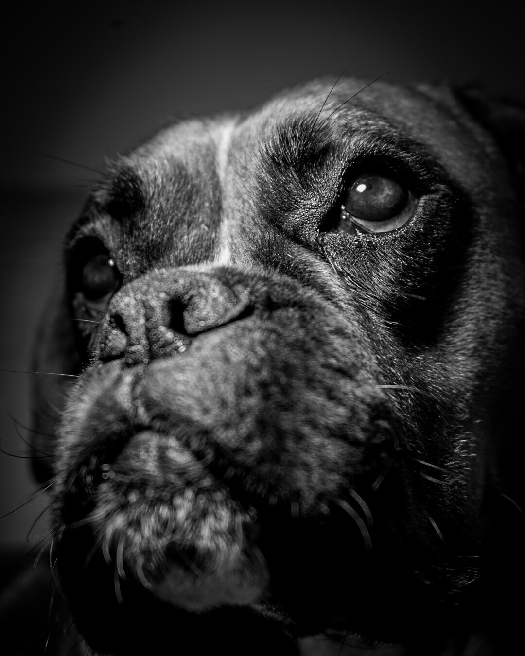 Mens boxer black - Golden Ass®