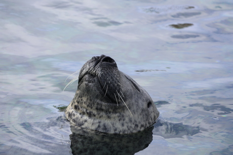 Zeehond in Ecomare