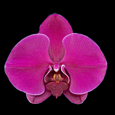 Orchideeën 