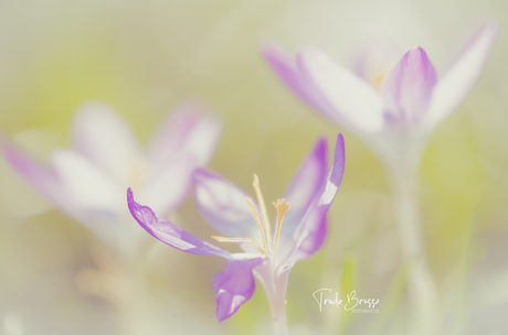 Spring is in the air .. 