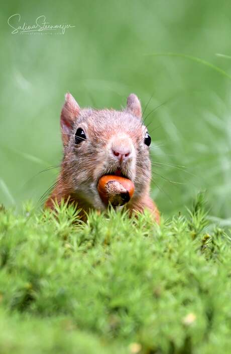 Peekaboo 🌰