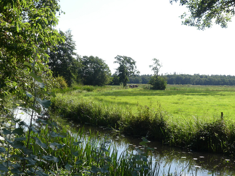 Pinken