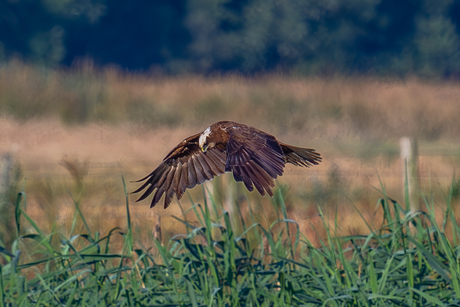 Bruine kiekendief