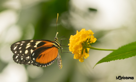 Heliconius ismenius