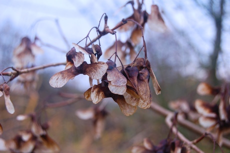 herfst 