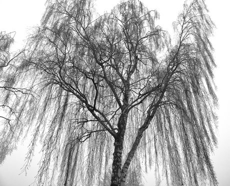 Subtiel takkenwerk..