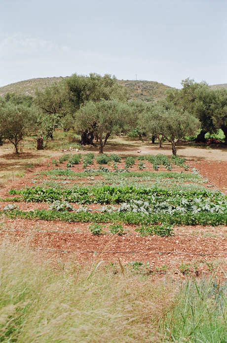 Moestuin