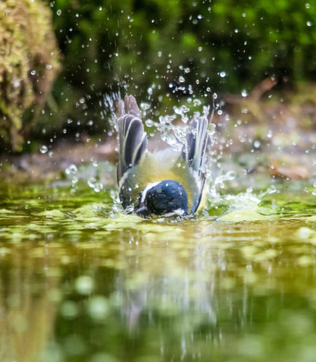 Splish splash I am taking a bath