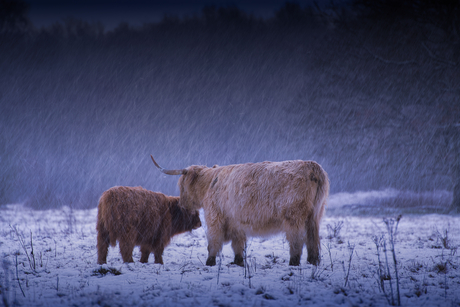 Hooglanders in sneeuw