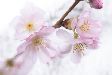 Fresh blossom