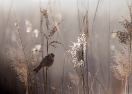 rietgors in het riet