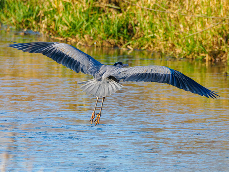 Blauwe reiger