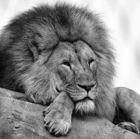 leeuw in zwart-wit