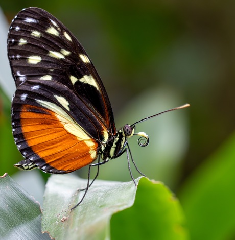 Heliconius hecale