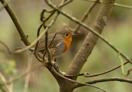 roodborst