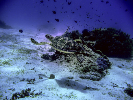 Malapascua onderwater zeeschildpad