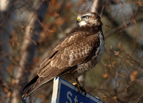 buizerd