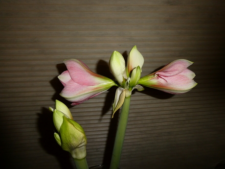 de amaryllis bloeit aan 2 kanten