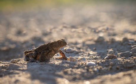 Pad in het avondlicht 