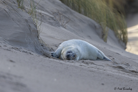 Grijze zeehond pup