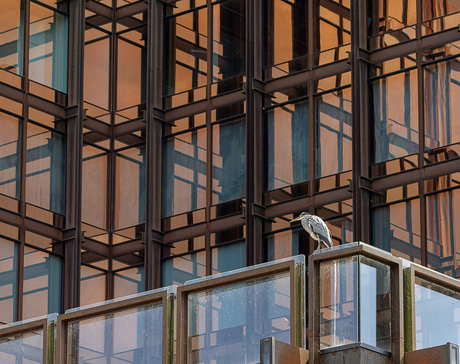 Een blauwe reiger op een gebouw