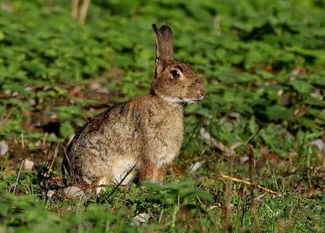 wild konijn 