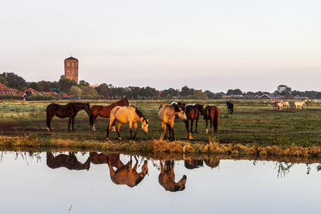 Paarden bij zonsopkomst