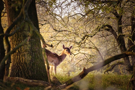 Hinde in de duinen