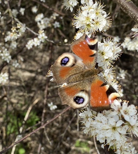 Spring is in the air