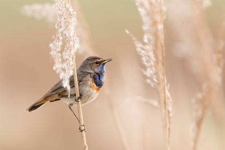 Blauwborst