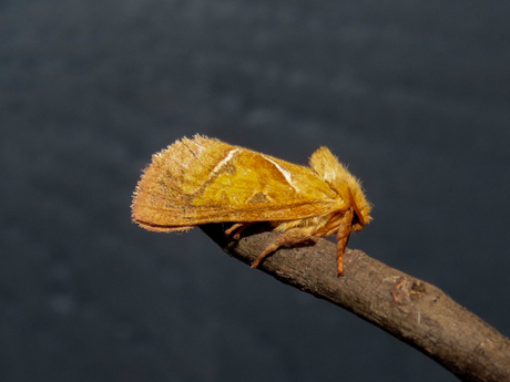 Oranje Wortelboorder 