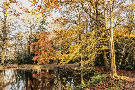 Mooie kleuren in het bos bij een vijver