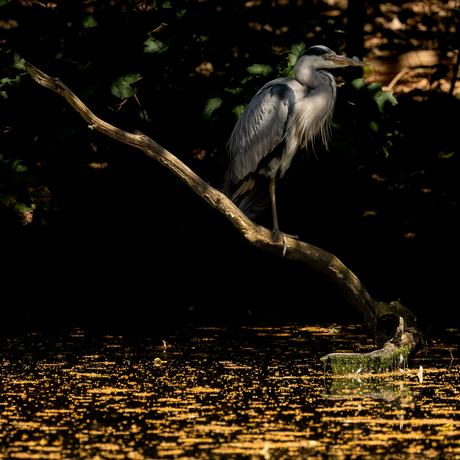 Blauwe Reiger in het zonnetje