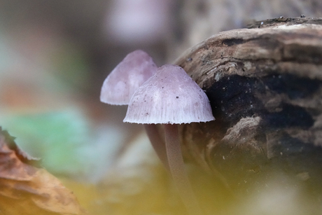 Mycena