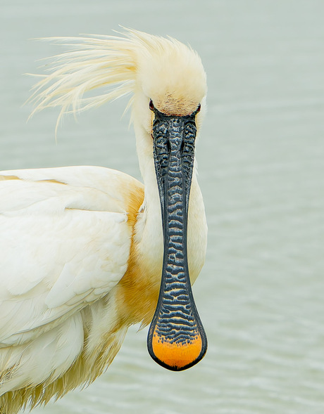 Lepelaar pose