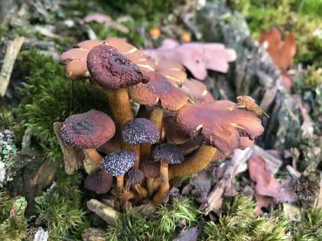 Paddestoelen met een insect