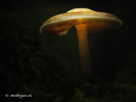 Magic mushroom