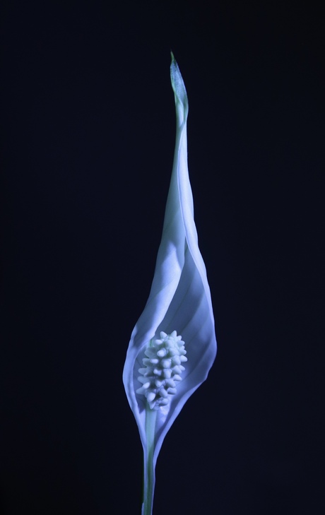Spathiphyllum